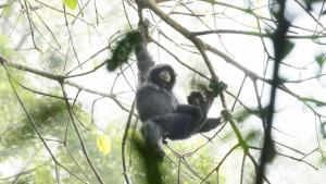 Bukit Lawang Orangutan Dormitory