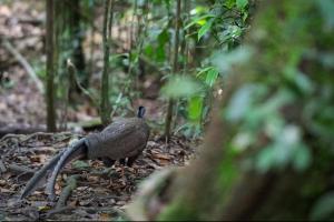 Bukit Lawang Orangutan Dormitory