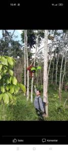 Ustin Nagoya Bukit Lawang Orangutan Trekking & transport You can only stay at the hotel if you book your trekking with us