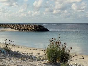 Daisy Stay Dhaandhoo