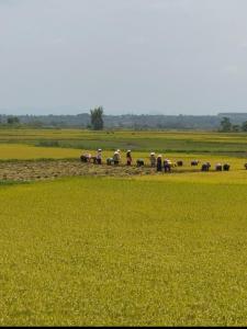 Tờ Hờ Chill Homestay & Cafe