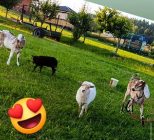 Pokoje Widok Szlembark