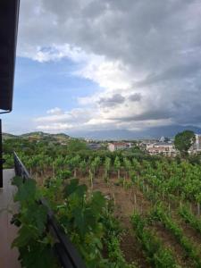 Vila Shehi Guesthouse and Winery