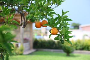 Villa Aurelia