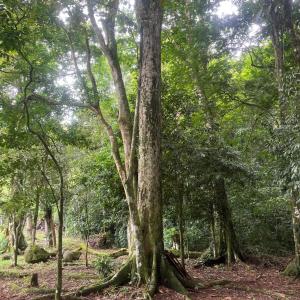 Bosque Alto Lodge