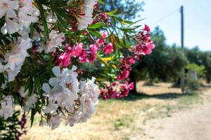 Masseria Dell800