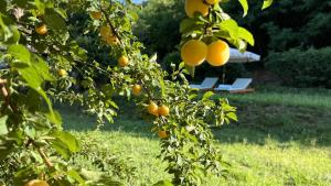 Villa Maison Ellen - Luxury Garden, Colli Euganei