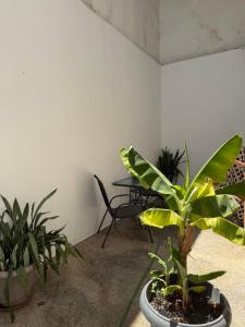 Zachos studio