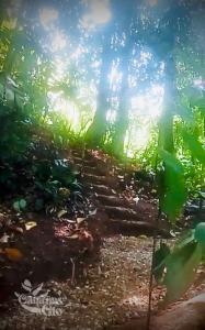 The Monkey Cabin, Walk to the beach!