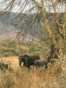 Ngorongoro Lodge member of Meliá Collection - The leading Hotels of the World