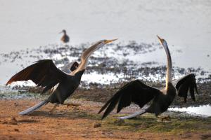 Kingfisher Inn Tissa - Yala Safari Gateway