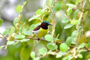 Kingfisher Inn Tissa - Yala Safari Gateway