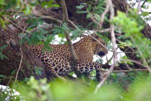 Kingfisher Inn Tissa - Yala Safari Gateway