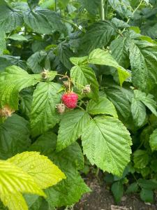 Rose & Raspberry Garden