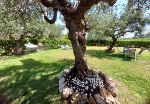Olive Harmony House