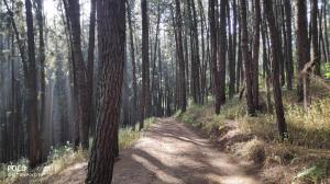 Pine Vagamon by Wayout Tourz