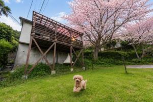 愛犬と一緒 海と桜の貸切温泉ヴィラ サクラドッグガーデン伊豆熱川温泉