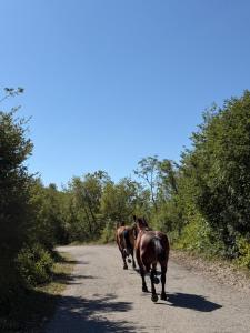 Casa Natura - Bijele Poljane
