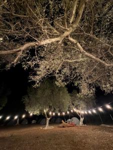 SeaGrove Camping