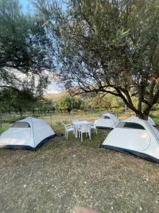 SeaGrove Camping