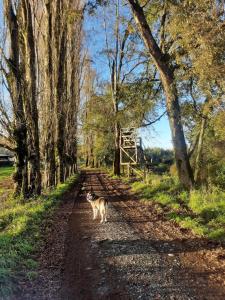 Cabaña alado de la carretera 5 sur kilometro 766
