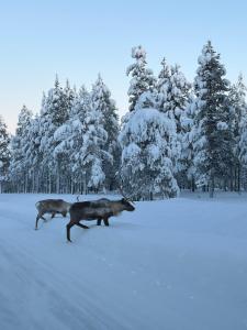Cozy stuga in Swedish Lapland