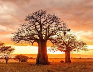 African Hiking Tours And Safaris