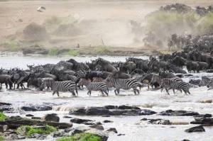 Kuoom Serengeti