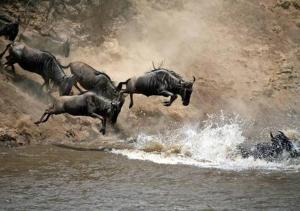 Kuoom Serengeti