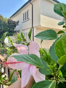 VILLA ILARI- Appartamento RIVO tra MARE e TERME