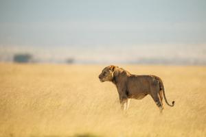 Kilimanjaro view cabin-Amboseli