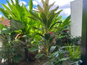 Villa Dahlia Ubud