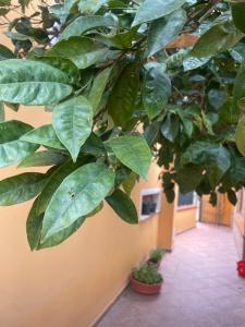 Nenniris house