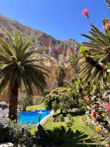 Paraiso Palmeras - Sangalle