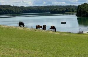 Restart Kaszuby - jurta na terenie Kaszubskiego Parku Krajobrazowego