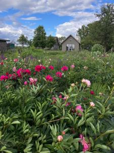 Rural Hideaway near Birštonas, Peaceful Countryside Stay