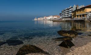 Blue Tide Ivo