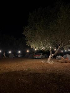 SeaGrove Camping