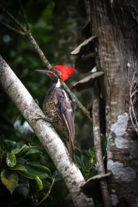 Monteverde Magic Mountain Lodge