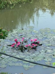 Rice Fields Mountain Homestay