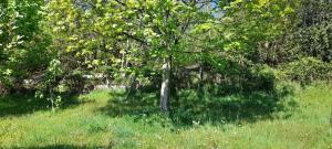 Maison conviviale Chaumard 40 m², jardin