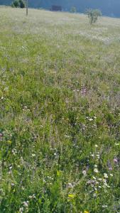 Willage camp i auto camp KOMARNICA