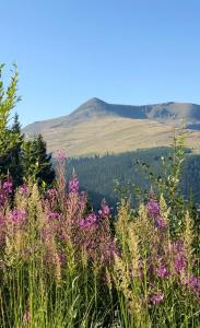 Pensiunea Panoramic - Transalpina Rânca