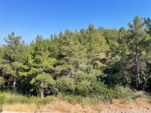 Fresh air, sounds of birds, peace and rejuvenation
