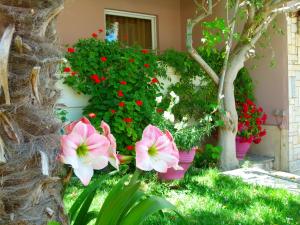 Sun Rise Hotel Apartments Evia Greece