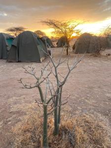 Samburu Tempo Camp