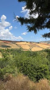 Feudi di Bisaccia