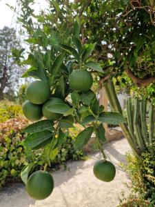 B&B Cortijo Nunca Pense