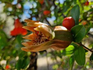 B&B Cortijo Nunca Pense