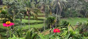 Glen Bungalow Tetebatu